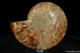 Stunning Ammonite With Crystal Chambers (Half) #363-1